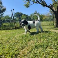 Cane cucciolo caccia tartufi restone setter