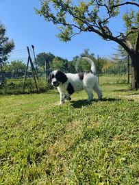 Cane cucciolo caccia tartufi restone setter