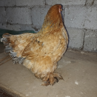 Gallina cocincina