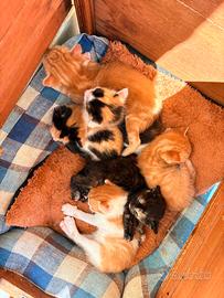 Gattini nati in casa