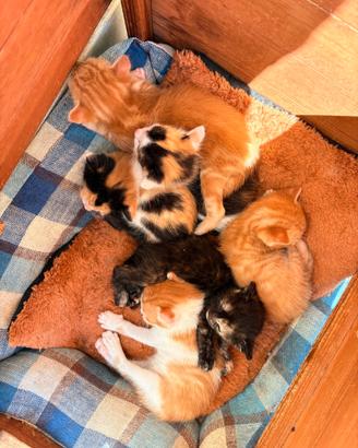 Gattini nati in casa