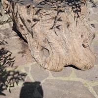 ceppo di olivo secolare per tavolino da esterno