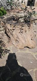 ceppo di olivo secolare per tavolino da esterno