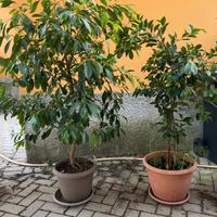 Ficus microcarpa