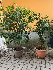 Ficus microcarpa