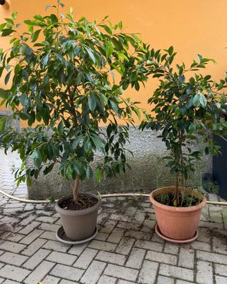 Ficus microcarpa