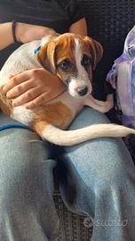 Cucciola di jack russell terrier con pedigree