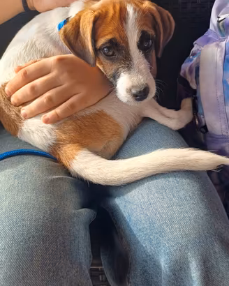 Cucciola di jack russell terrier con pedigree