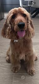 Cucciolo femmina cocker spaniel inglese fulvo