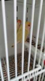 Inseparabili coppia giovane e affiatata