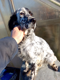 Femmina setter inglese