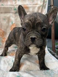 Buldog Francese