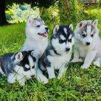 Cuccioli Syberian Husky con Pedigree