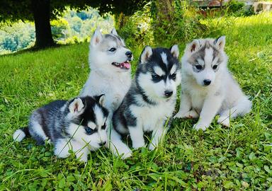 Cuccioli Syberian Husky con Pedigree