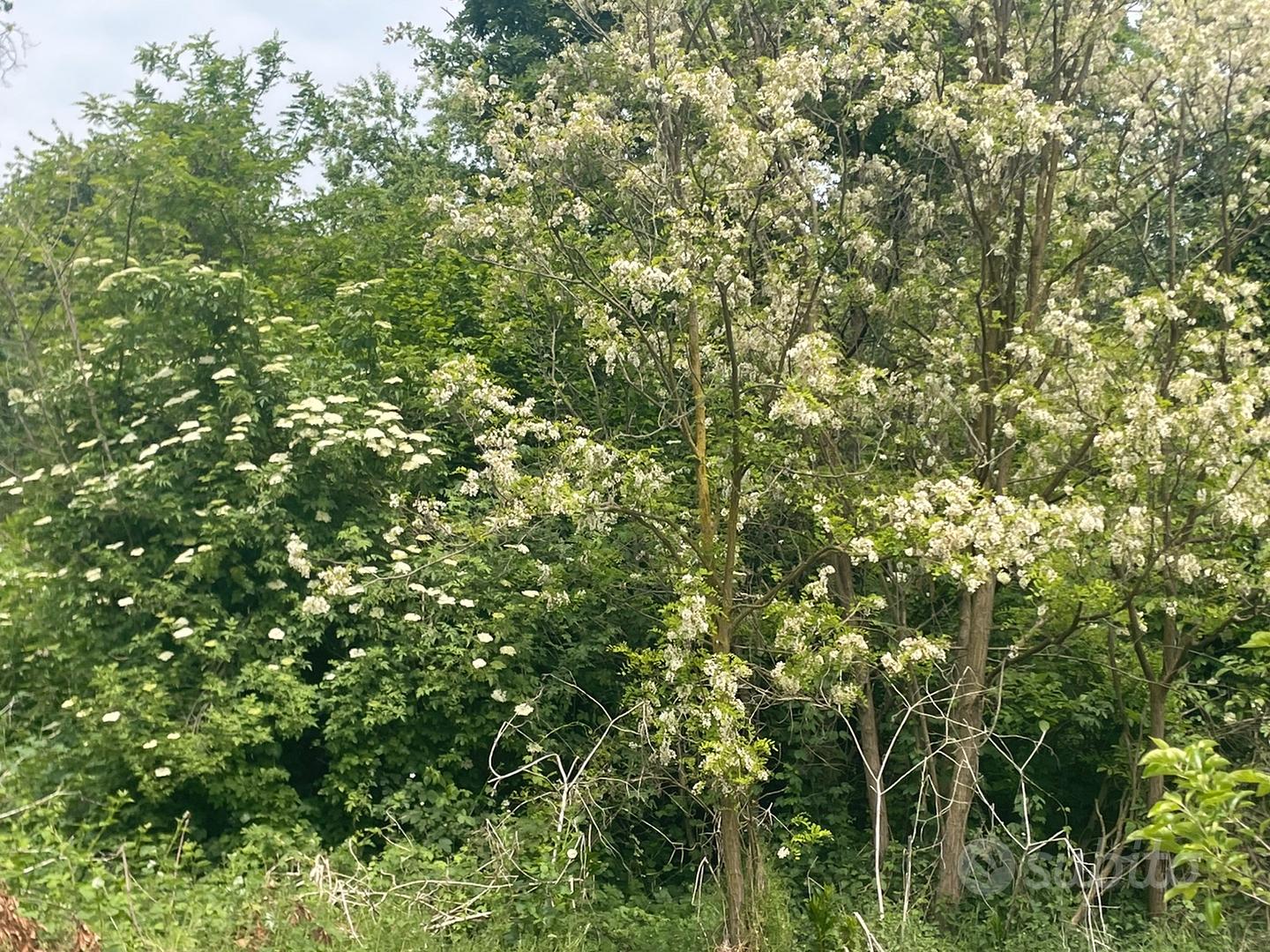 Terreno non edificabile nel parco del Ticino - Vista 5