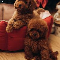 Barboncini Red - PEDIGREE ENCI