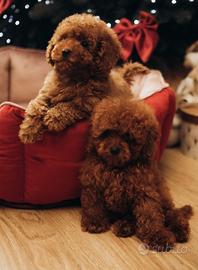 Barboncini Red - PEDIGREE ENCI