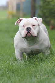 American bully da riproduzione BLANCHITO