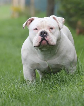 American bully da riproduzione BLANCHITO