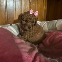 Barboncini nani strepitosi