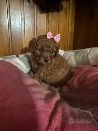 Barboncini nani strepitosi