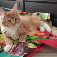 Gattina di Maine coon di 3 mesi