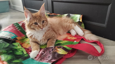 Gattina di Maine coon di 3 mesi