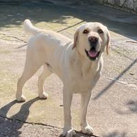 Labrador disponibili per monte
