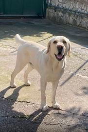 Labrador disponibili per monte