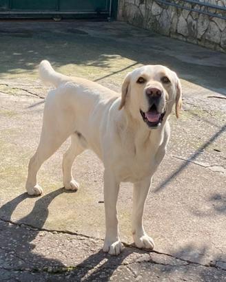 Labrador disponibili per monte