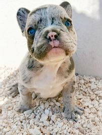 Bulldog francese cuccioli