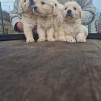 Cuccioli di Golden Retriever- Allevamento Autorizz