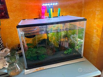 Acquario con piante