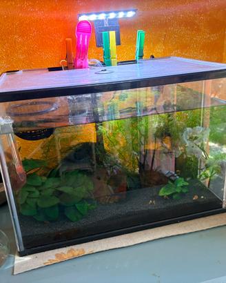 Acquario con piante