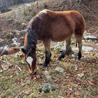 Puledro agricolo da basto
