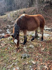 Puledro agricolo da basto