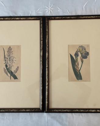 Antiche stampe botaniche inglesi 1804 con cornice
