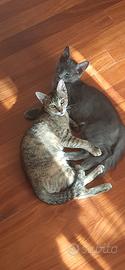 Gattini maschio e femmina