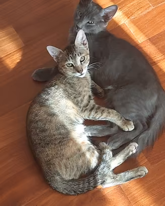 Gattini maschio e femmina