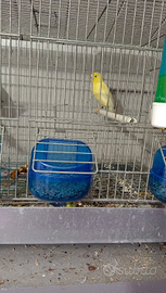 Canarini London Fancy ,