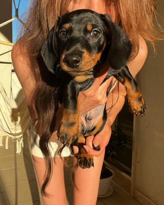 Cucciolo di Bassotto mini