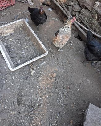 Galline e galletti