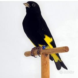 Negrito della Bolivia