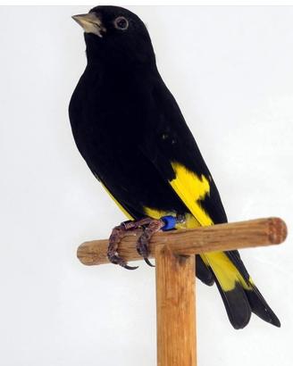 Negrito della Bolivia