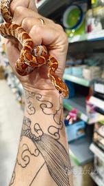 Elaphe Guttata - Serpente del grano