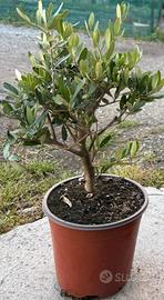 piante bonsai