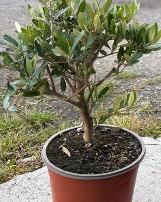 piante bonsai