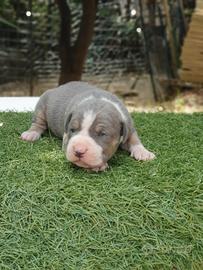 Pitbull tricolor