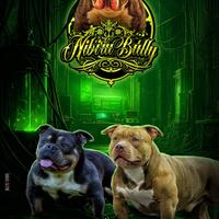American Bully Pocket