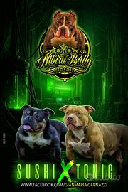 American Bully Pocket
